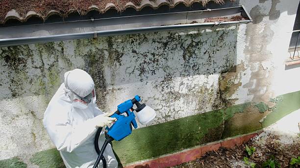 Mold Removal service in Hutto